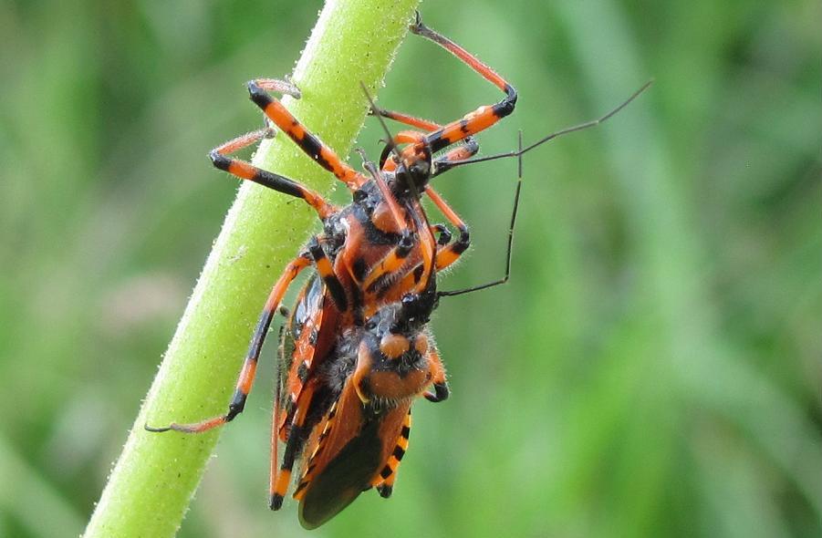 Rhynocoris iracundus o rubricus?